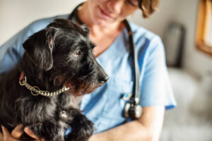 IVDD in Dogs Treatment