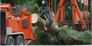 tree removal