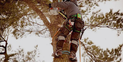 tree arborist Adelaide Hills